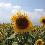 swhenの画像