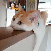 いたば