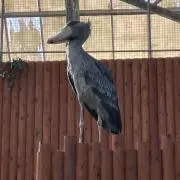 はちおー