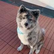 ヒロの画像