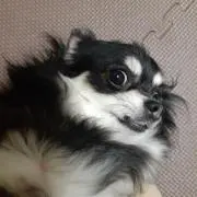 だいちゃん