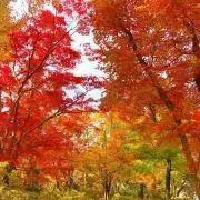 Lifeの画像