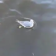 パストラミ