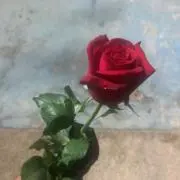 しずか