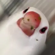 英