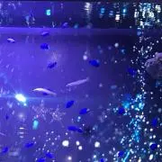 さかの画像