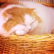 セイラ⭐︎即購入OKの画像