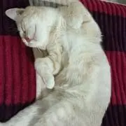 たちつてと