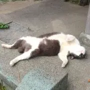 pecoの画像