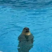 aの画像