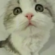 タボ