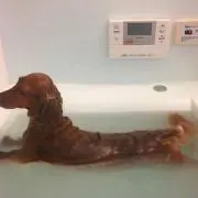 くすだほしのの画像
