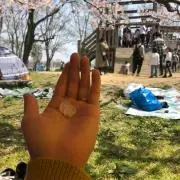 春の歌の画像