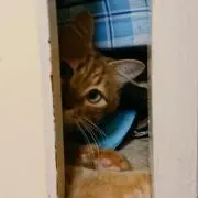 猫野の画像