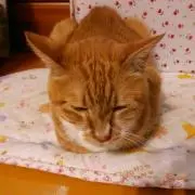 Eiko2015の画像