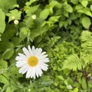 マユマユ