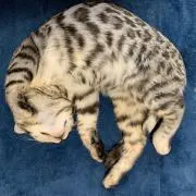 ゆき