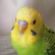もふとりの画像