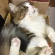 とろ