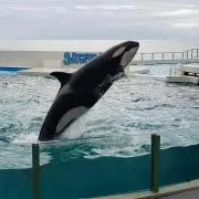 ちゃぽんの画像