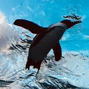 ミラクルオブザゾーン 大貝獣物語 月光姫 - メルカリ