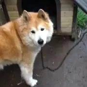 こまさん