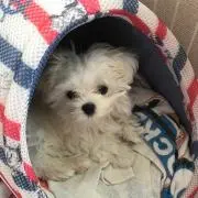 りりぃパパ