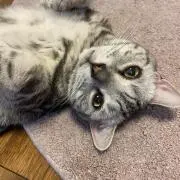 Ayの画像
