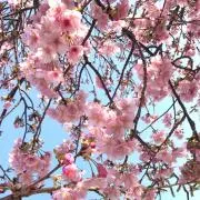 Kanaの画像