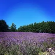ラベンダーの画像