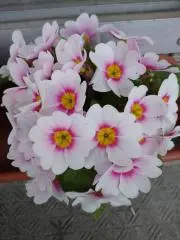 メロンの画像