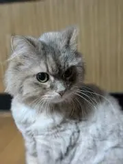 みるく