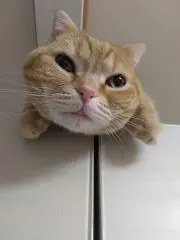 猫☆きなこ店☆高山寺公認・鳥獣戯画はんこの画像