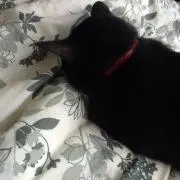 ねこ