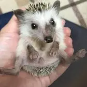 りょう