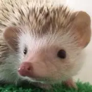 ノリ