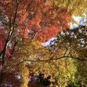 だいふく　値下げ交渉OKの画像