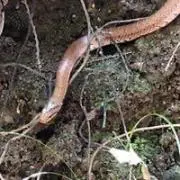 ALLENの画像