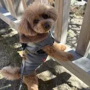 MOCAMOCAの画像