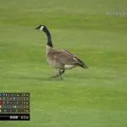 おおお