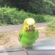 くらげ