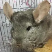 チンチラちゅう