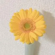きゅーぴーの画像