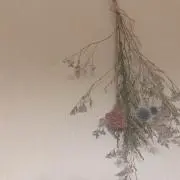 naoの画像