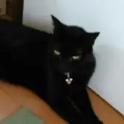 くろchanの画像