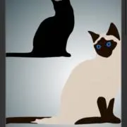 chat  noir