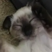 アリスの画像