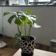 myu