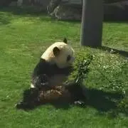 コキンちゃん