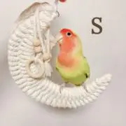 SUMOMO☆の画像